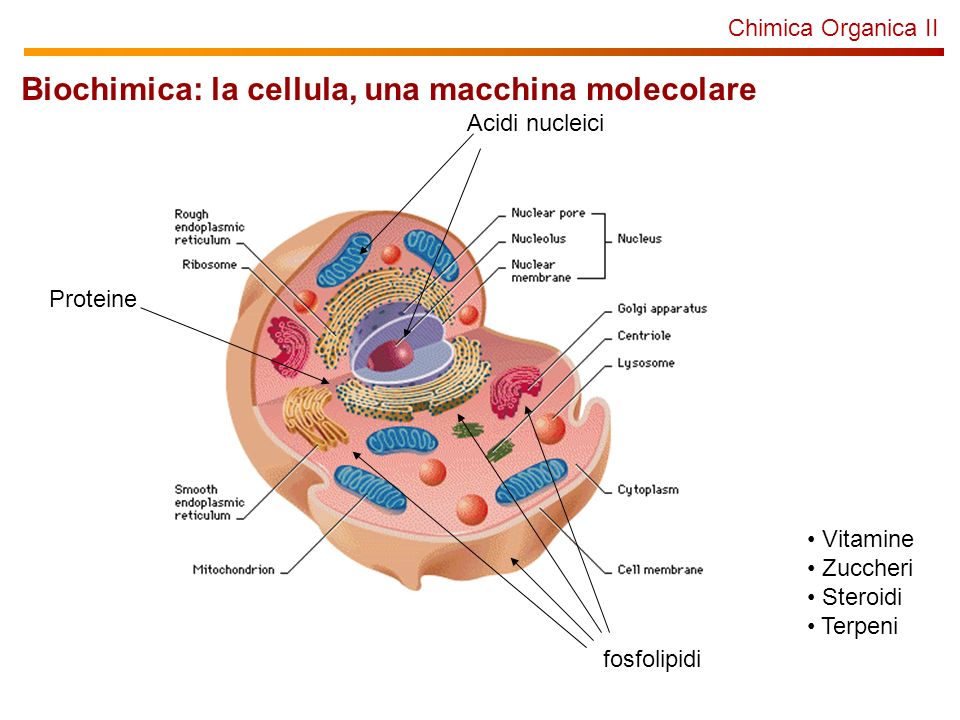 Biochimica: la cellula, una macchina molecolare