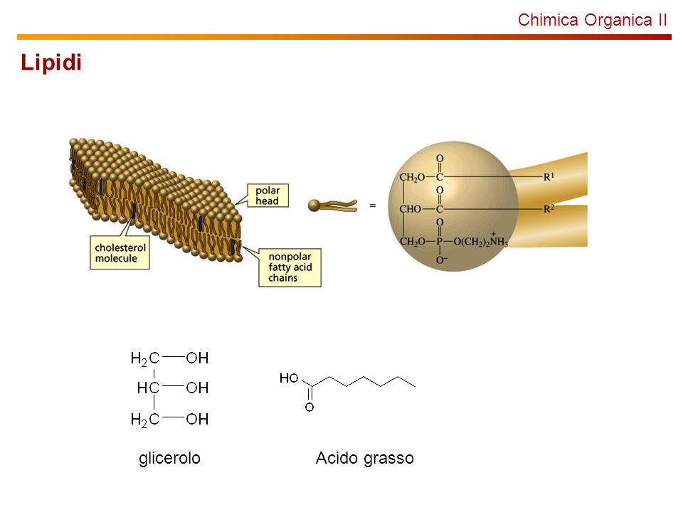 Chimica Organica II Lipidi glicerolo Acido grasso