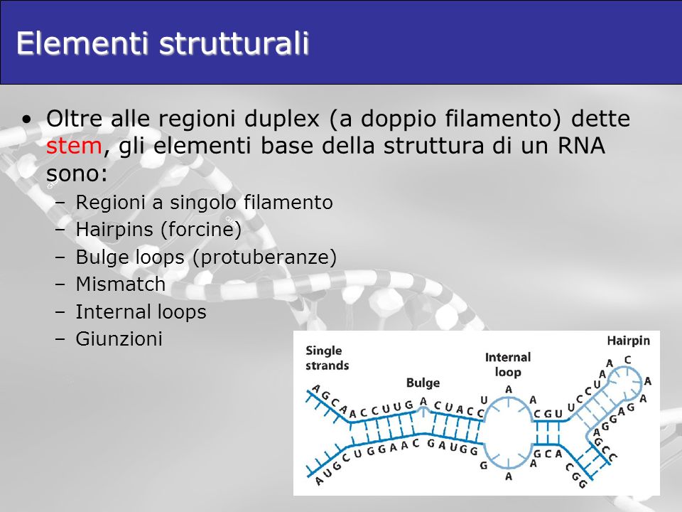 Elementi strutturali Oltre alle regioni duplex (a doppio filamento) dette stem, gli elementi base della struttura di un RNA sono: