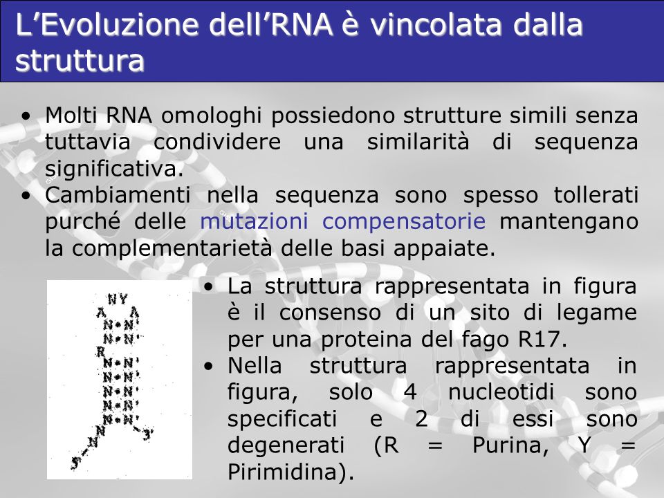 L’Evoluzione dell’RNA è vincolata dalla struttura