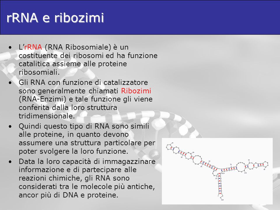 rRNA e ribozimi L’rRNA (RNA Ribosomiale) è un costituente dei ribosomi ed ha funzione catalitica assieme alle proteine ribosomiali.