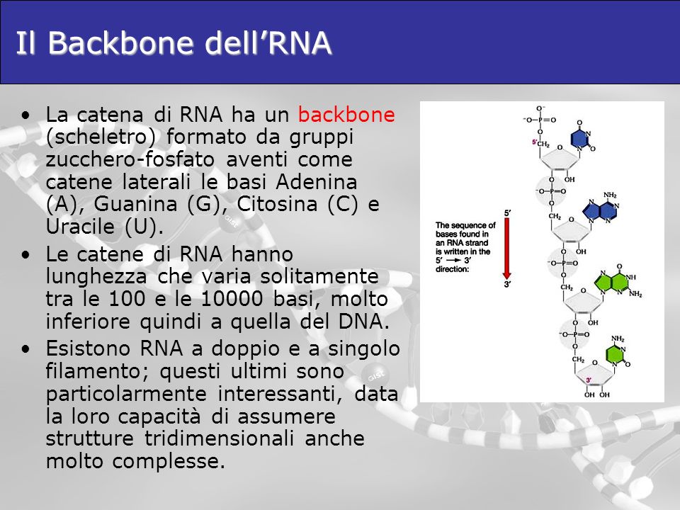 Il Backbone dell’RNA