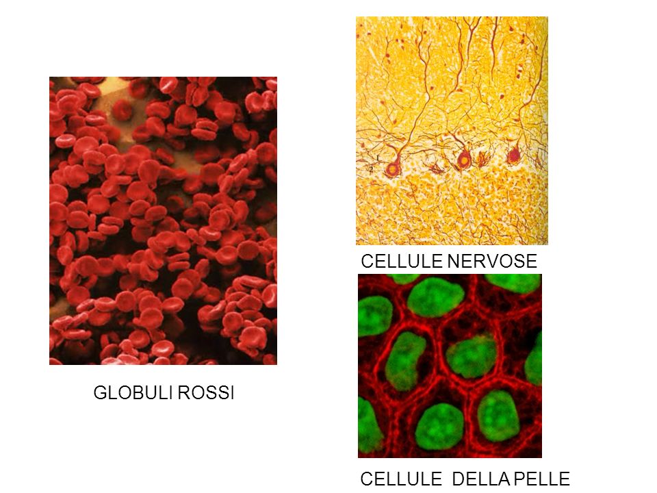 CELLULE NERVOSE GLOBULI ROSSI CELLULE DELLA PELLE