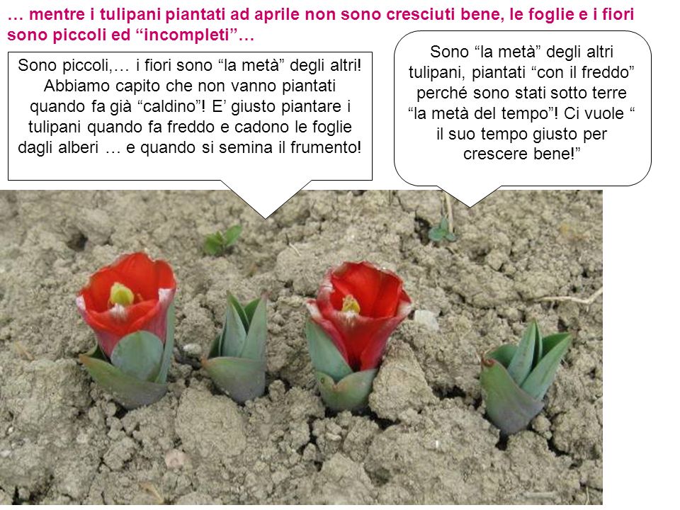 … mentre i tulipani piantati ad aprile non sono cresciuti bene, le foglie e i fiori sono piccoli ed incompleti …