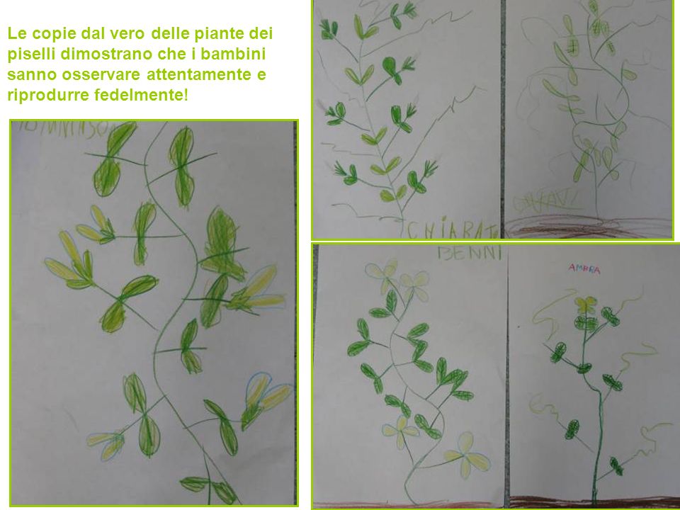 Le copie dal vero delle piante dei piselli dimostrano che i bambini sanno osservare attentamente e riprodurre fedelmente!