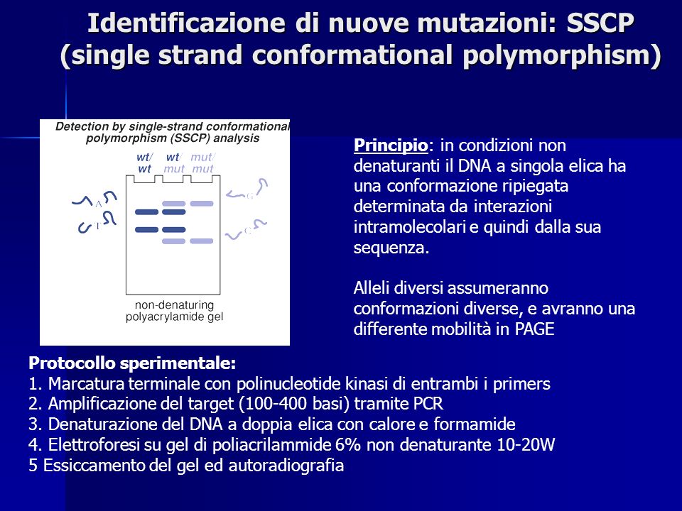 Identificazione di nuove mutazioni: SSCP (single strand conformational polymorphism)