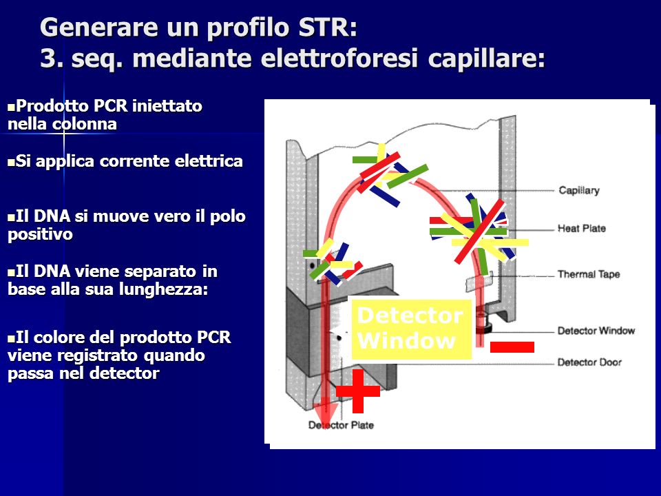 Generare un profilo STR: 3. seq. mediante elettroforesi capillare: