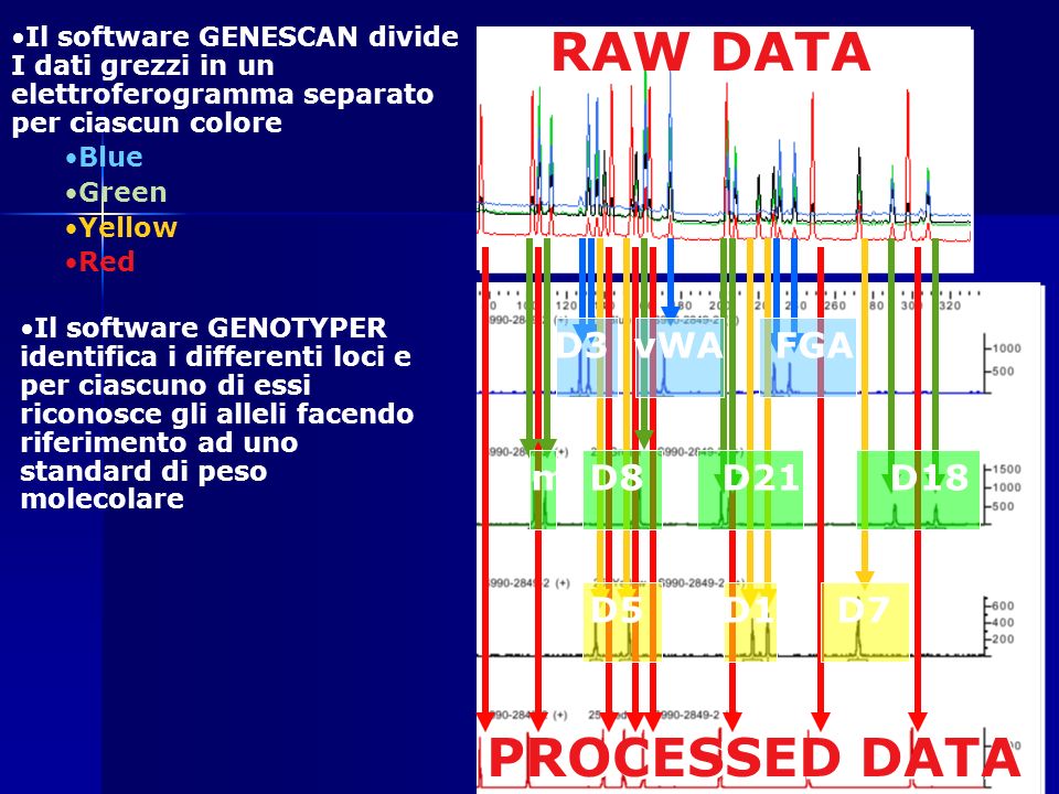 RAW DATA PROCESSED DATA D3 vWA FGA D8 D21 D18 D5 D13 D7 Am