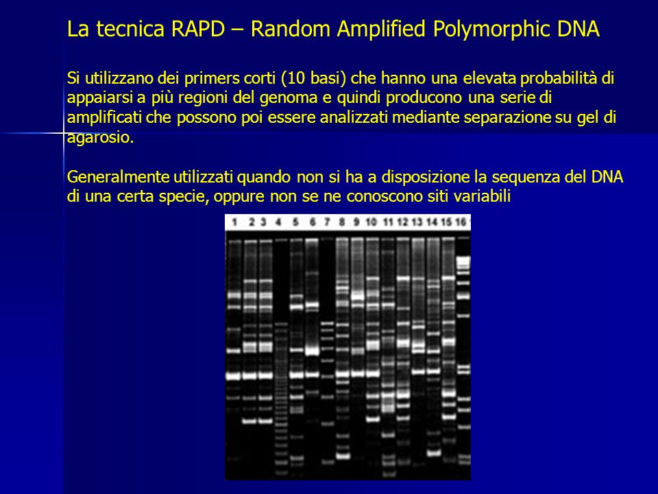 La tecnica RAPD – Random Amplified Polymorphic DNA