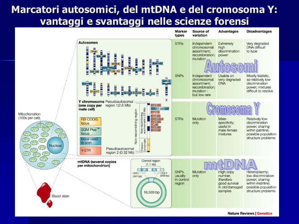 Autosomi Cromosoma Y mtDNA
