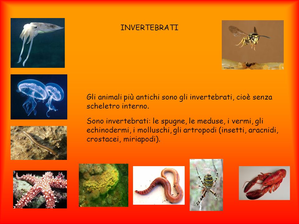 INVERTEBRATI Gli animali più antichi sono gli invertebrati, cioè senza scheletro interno.