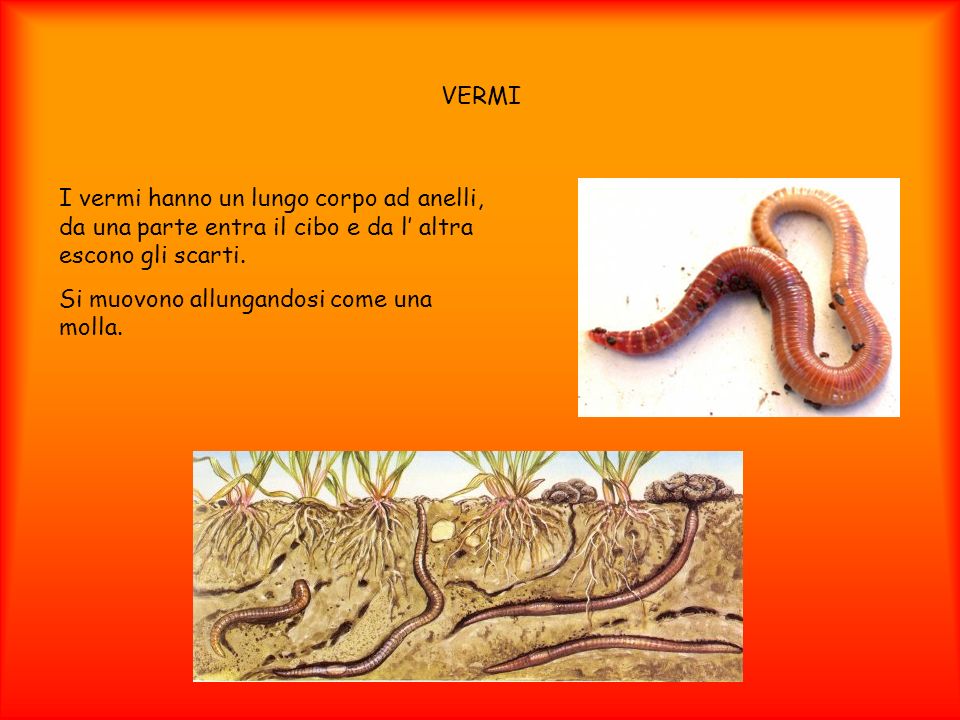 VERMI I vermi hanno un lungo corpo ad anelli, da una parte entra il cibo e da l’ altra escono gli scarti.
