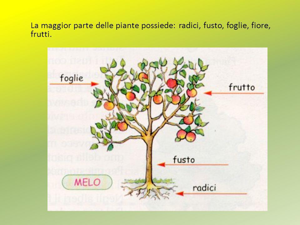 La maggior parte delle piante possiede: radici, fusto, foglie, fiore, frutti.