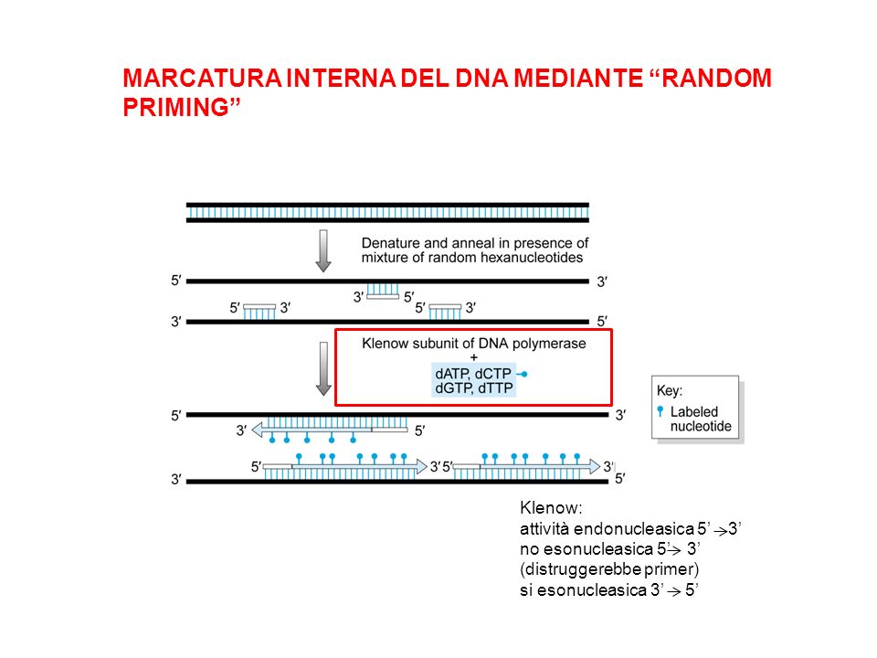 MARCATURA INTERNA DEL DNA MEDIANTE RANDOM PRIMING