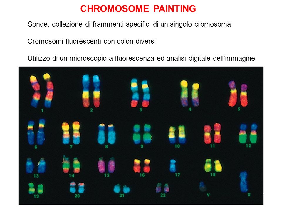 CHROMOSOME PAINTING Sonde: collezione di frammenti specifici di un singolo cromosoma. Cromosomi fluorescenti con colori diversi.