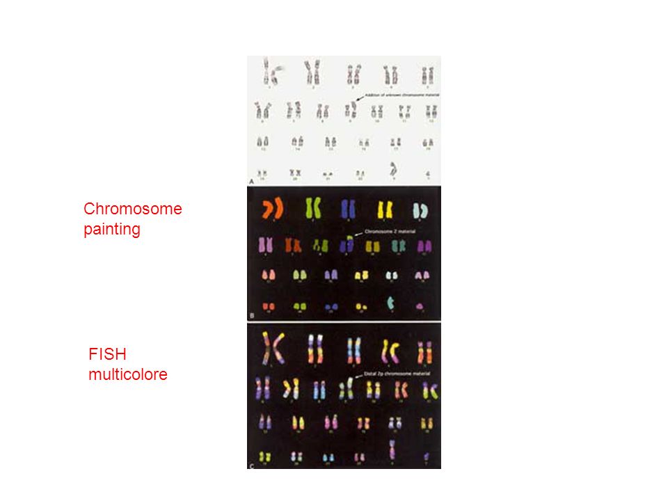 Chromosome painting FISH multicolore