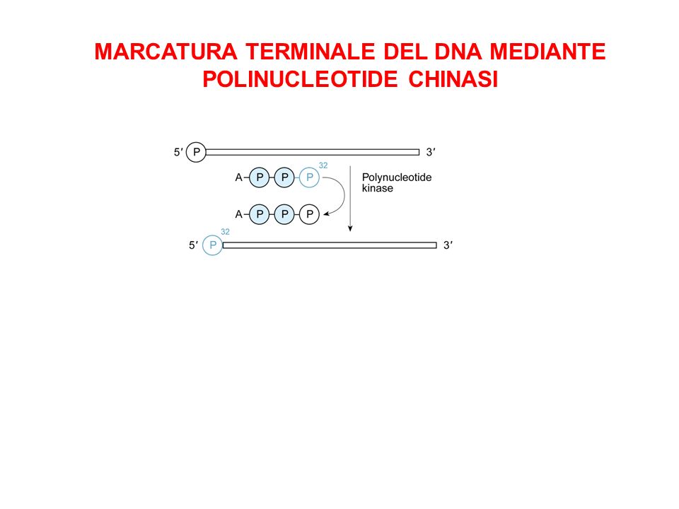 MARCATURA TERMINALE DEL DNA MEDIANTE POLINUCLEOTIDE CHINASI
