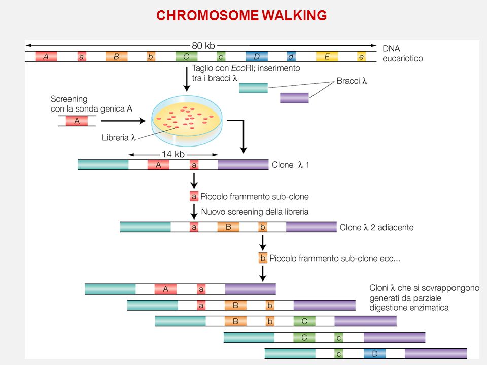 CHROMOSOME WALKING