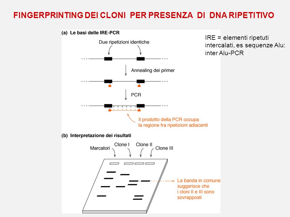 FINGERPRINTING DEI CLONI PER PRESENZA DI DNA RIPETITIVO
