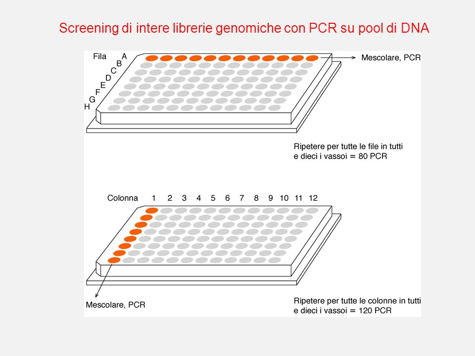 Screening di intere librerie genomiche con PCR su pool di DNA
