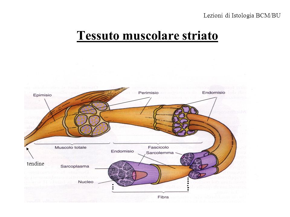 Tessuto muscolare striato