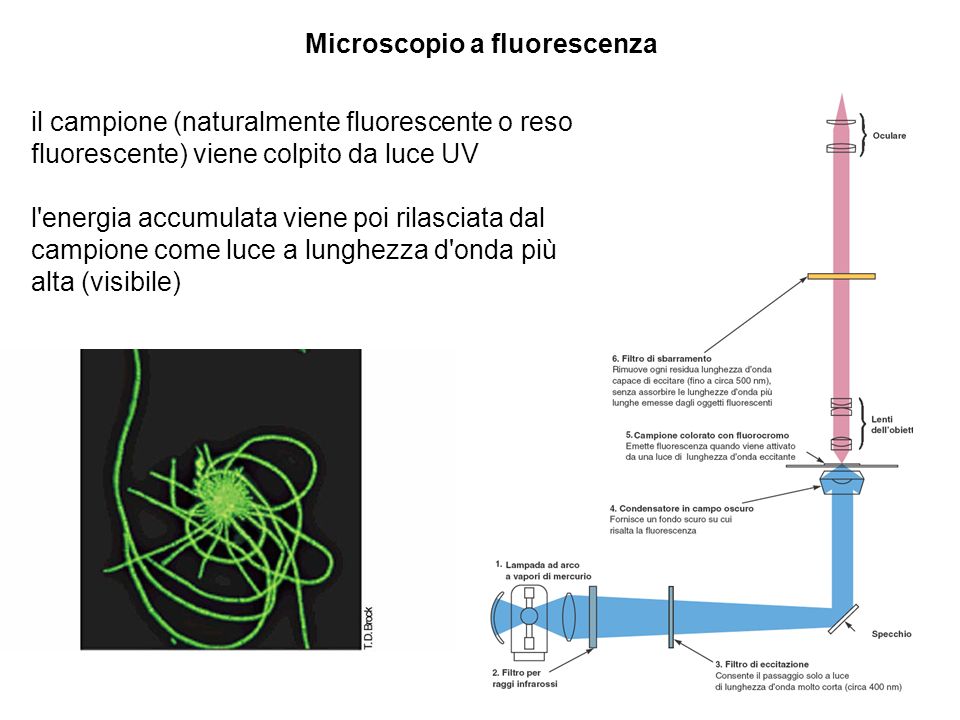 MICROSCOPIO OTTICO in campo chiaro - ppt video online scaricare