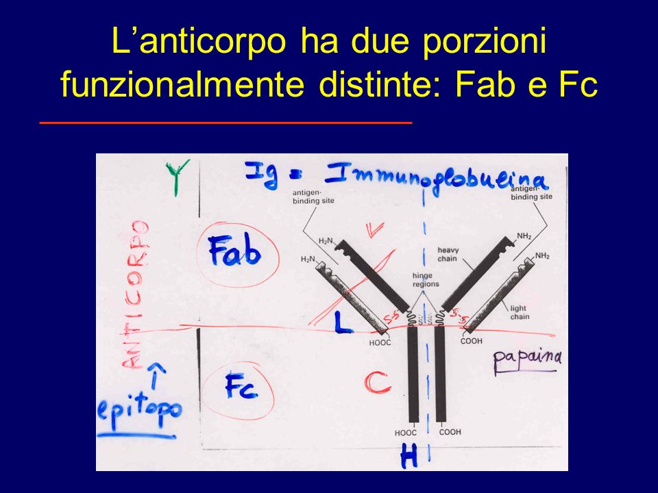 L’anticorpo ha due porzioni funzionalmente distinte: Fab e Fc