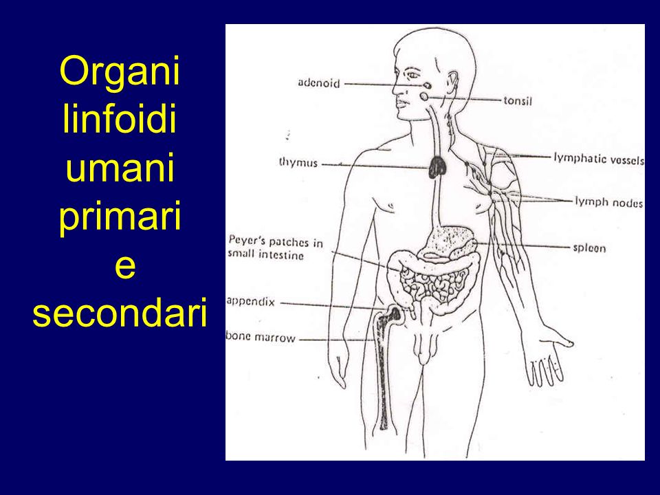 Organi linfoidi umani primari e secondari