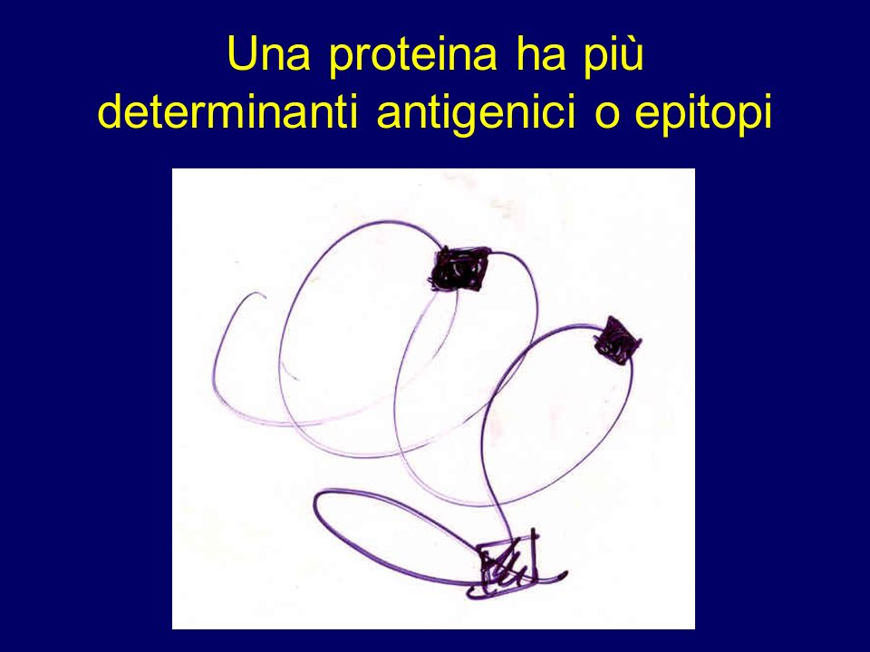 Una proteina ha più determinanti antigenici o epitopi