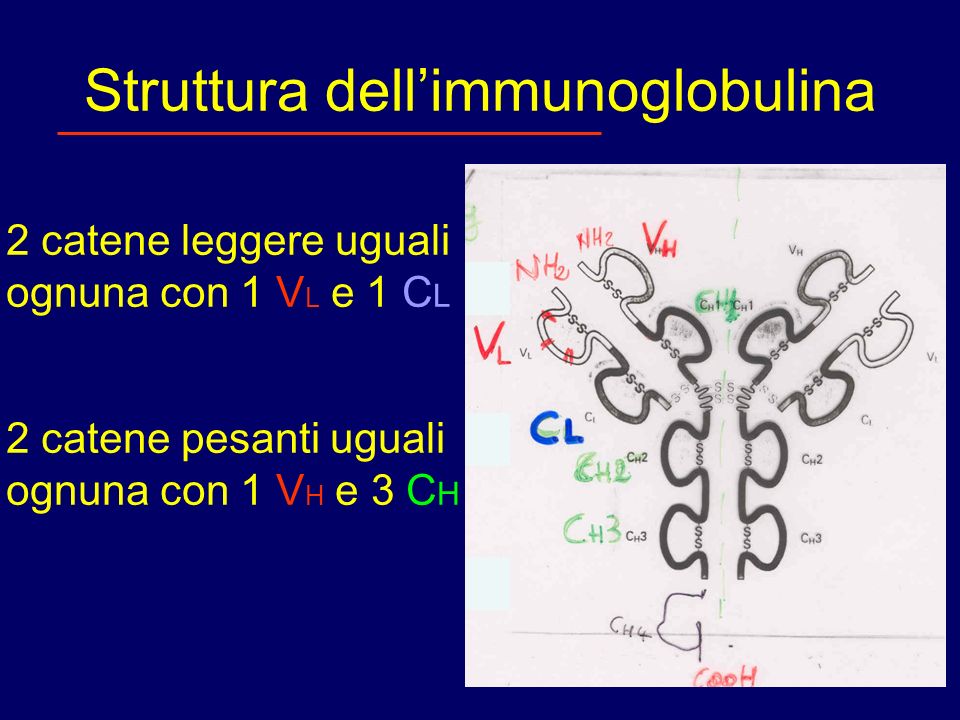 Struttura dell’immunoglobulina
