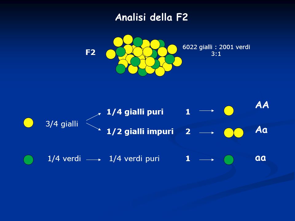 Analisi della F2 AA Aa aa F2 1/4 gialli puri 1 3/4 gialli