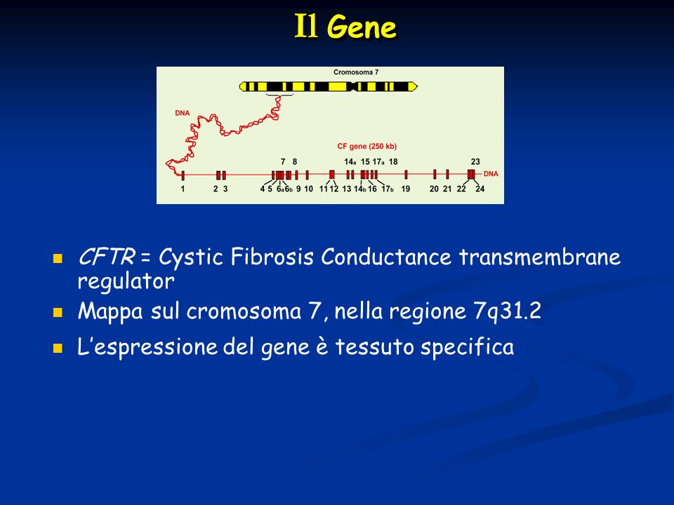 Il Gene CFTR = Cystic Fibrosis Conductance transmembrane regulator