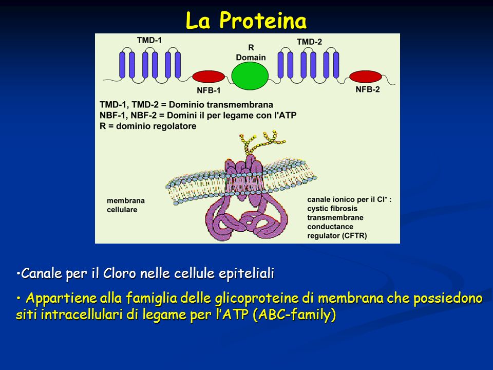 La Proteina Canale per il Cloro nelle cellule epiteliali