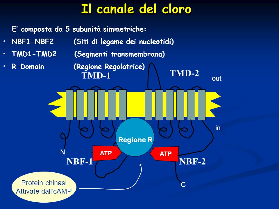 Il canale del cloro TMD-2 TMD-1 NBF-1 NBF-2