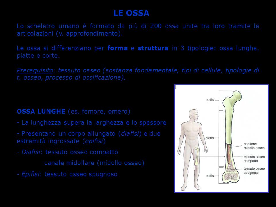 LE OSSA Lo scheletro umano è formato da più di 200 ossa unite tra loro tramite le articolazioni (v. approfondimento).