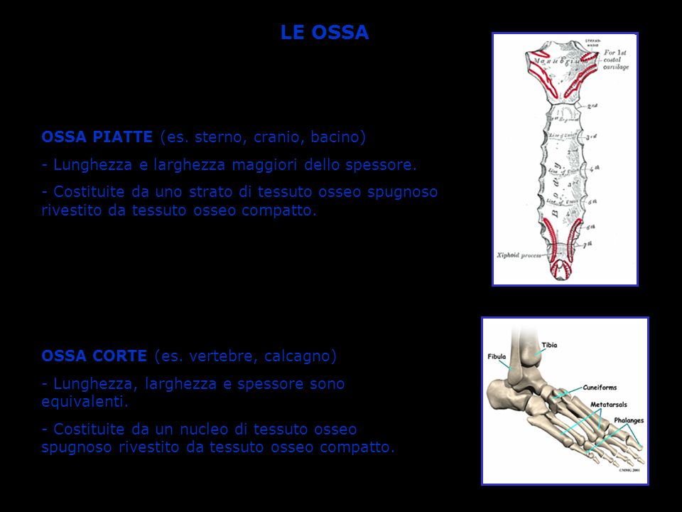 LE OSSA OSSA PIATTE (es. sterno, cranio, bacino)
