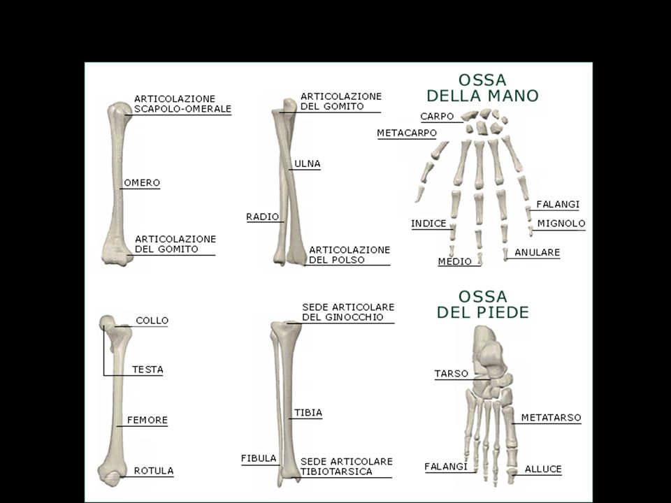 Le ossa degli arti