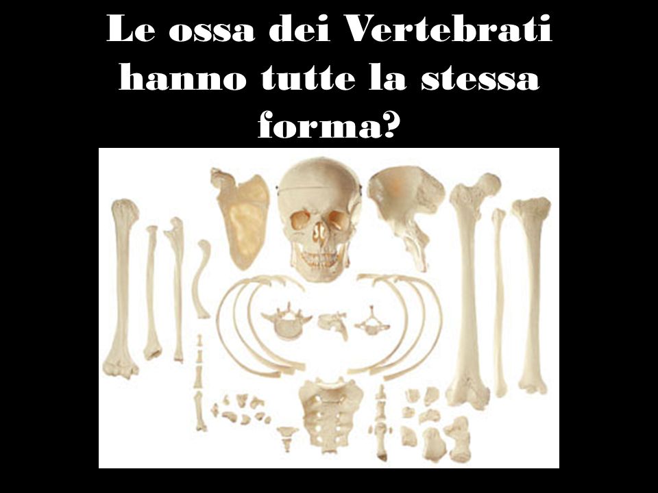 Le ossa dei Vertebrati hanno tutte la stessa forma
