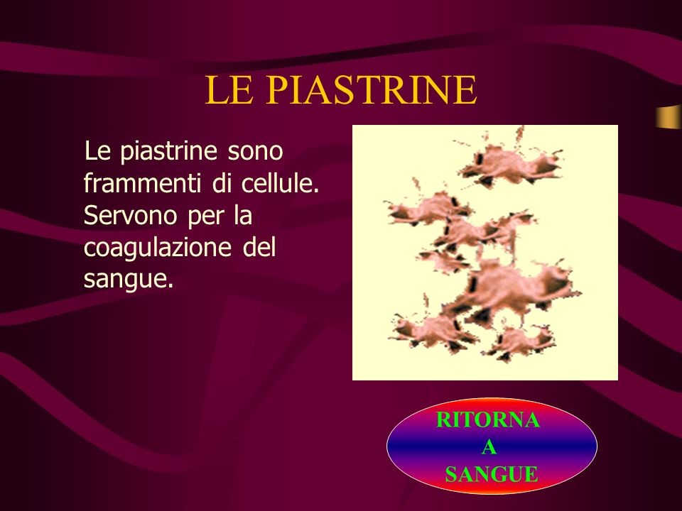 LE PIASTRINE Le piastrine sono frammenti di cellule. Servono per la coagulazione del sangue. RITORNA.