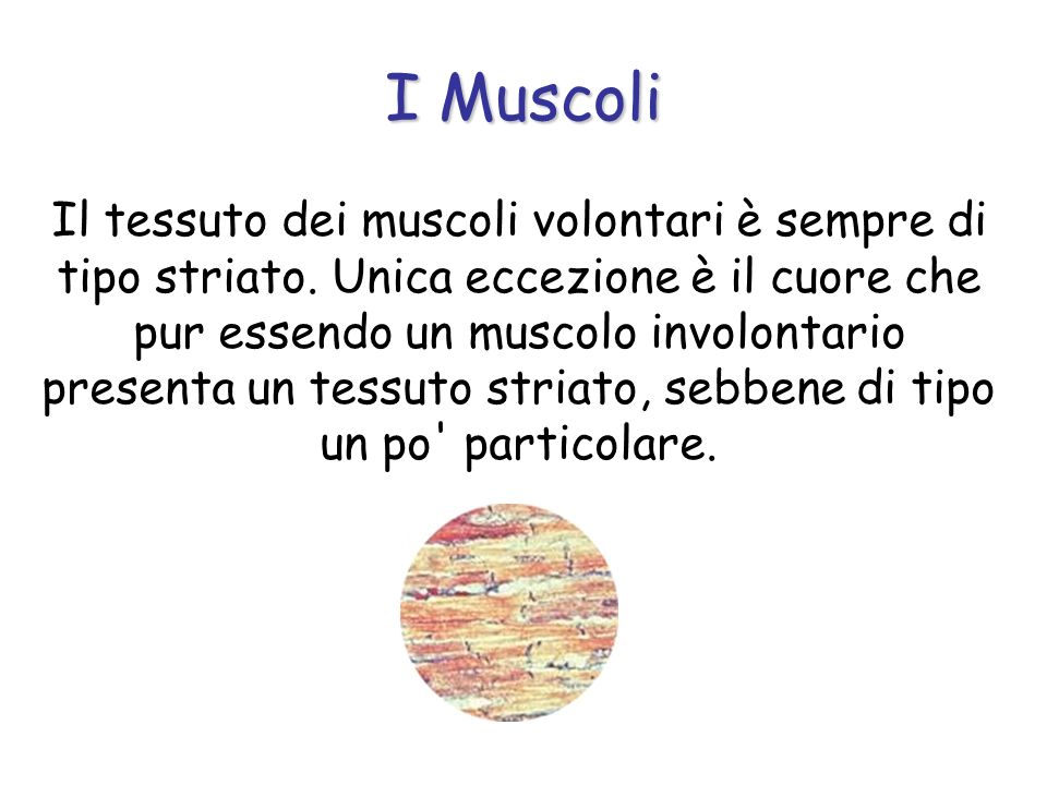I Muscoli