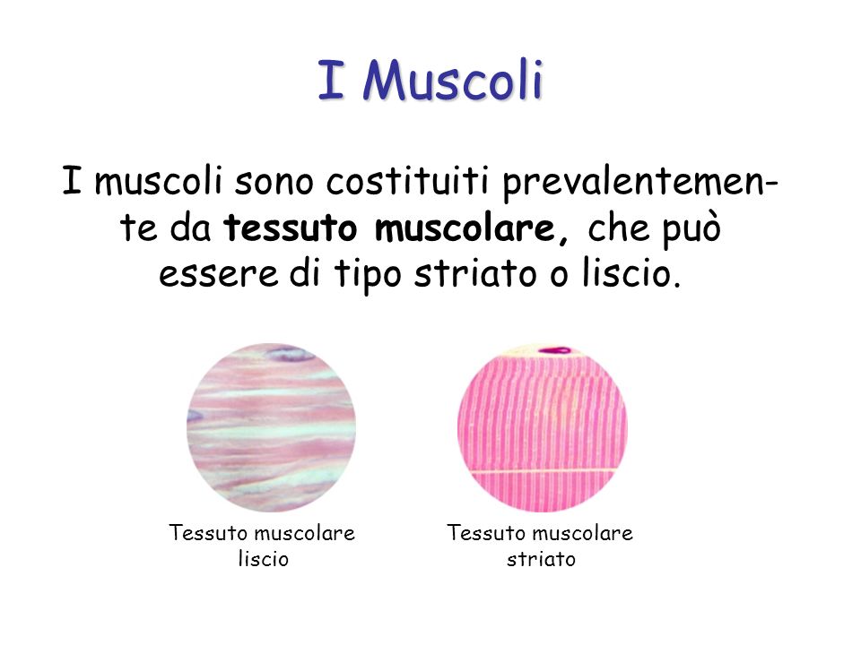I Muscoli I muscoli sono costituiti prevalentemen-te da tessuto muscolare, che può essere di tipo striato o liscio.