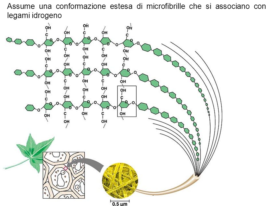 Assume una conformazione estesa di microfibrille che si associano con legami idrogeno