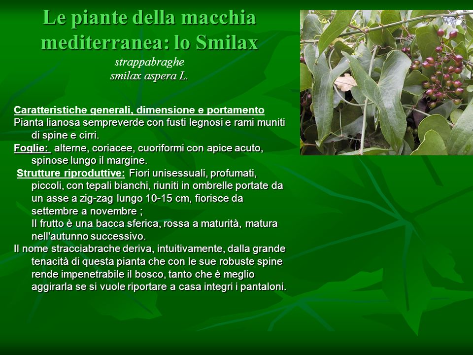 Le piante della macchia mediterranea: lo Smilax strappabraghe smilax aspera L.