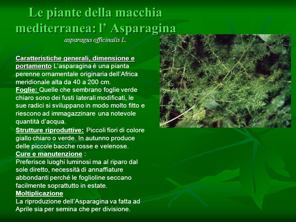 Le piante della macchia mediterranea: l’ Asparagina asparagus officinalis L.
