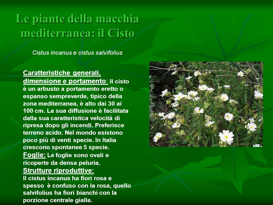Le piante della macchia mediterranea: il Cisto Cistus incanus e cistus salvifolius