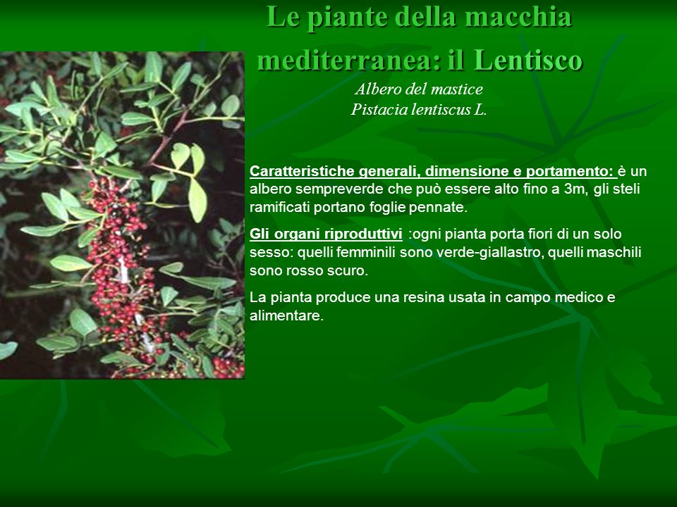 Pistacia lentiscus L. Famiglia : Anacardiaceae. Pistacia lentiscus L. Famiglia : Anacardiaceae.