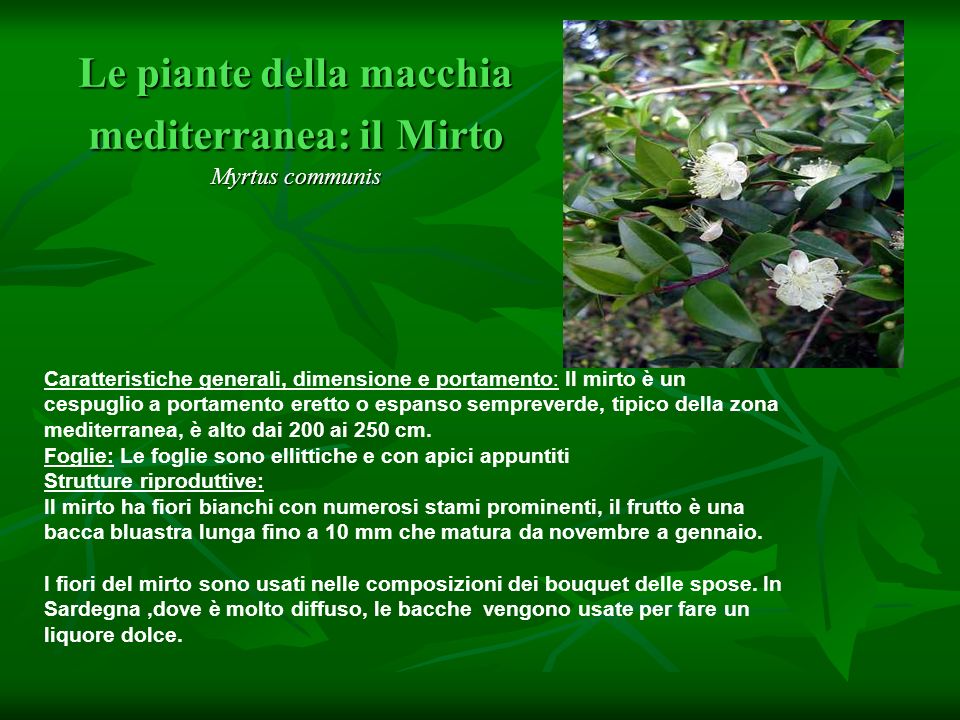 Le piante della macchia mediterranea: il Mirto Myrtus communis