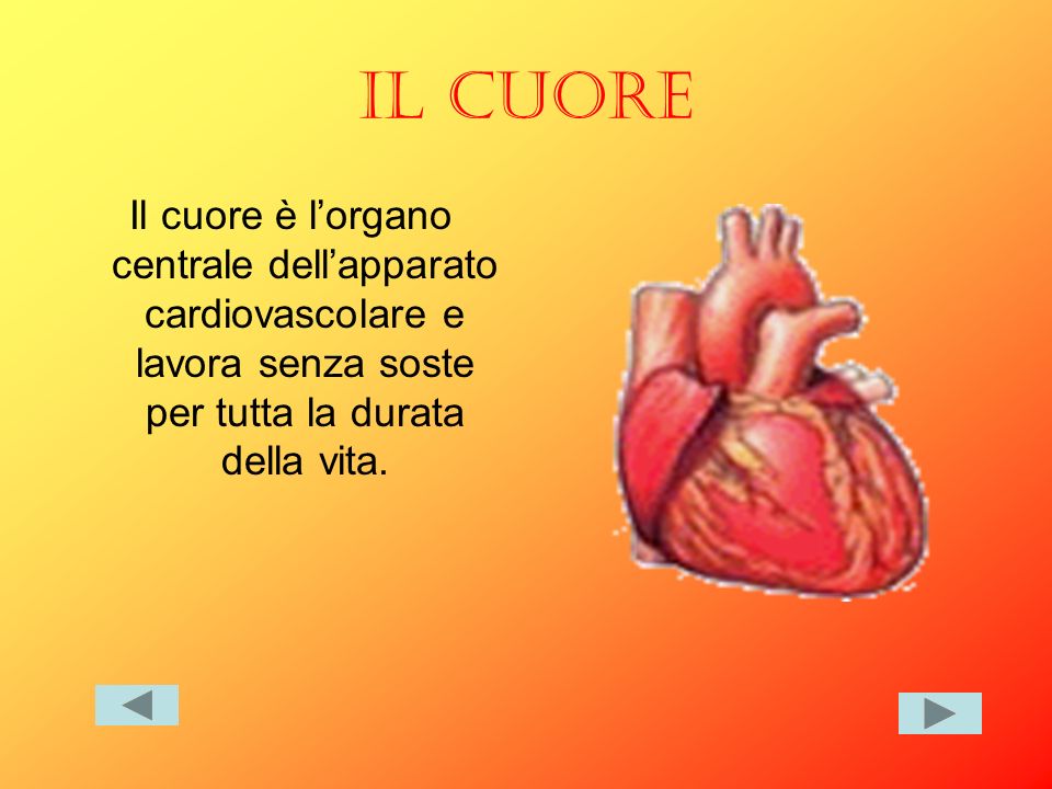 IL CUORE Il cuore è l’organo centrale dell’apparato cardiovascolare e lavora senza soste per tutta la durata della vita.