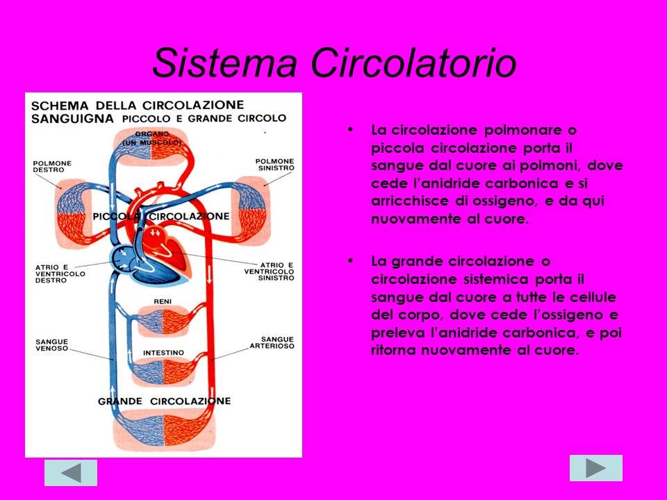 Sistema Circolatorio