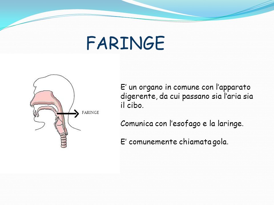 FARINGE E’ un organo in comune con l’apparato digerente, da cui passano sia l’aria sia il cibo. Comunica con l’esofago e la laringe.